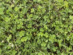 Trifolium repens