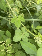 Cyphostemma buchananii