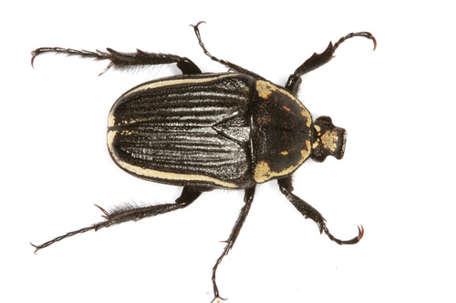 Lansbergia albonotata