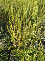 Lepidium bonariense