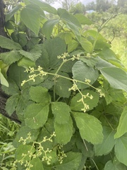 Cyphostemma buchananii