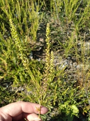 Lepidium bonariense