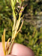 Lepidium bonariense