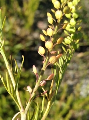 Lepidium bonariense