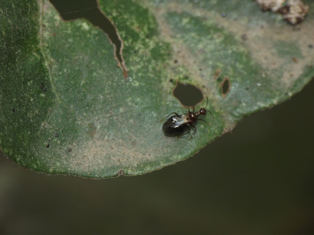 Nicostratus diversus