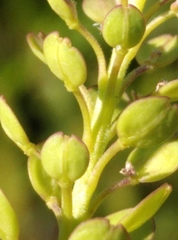 Lepidium bonariense