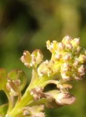 Lepidium bonariense