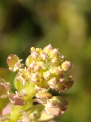 Lepidium bonariense