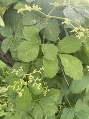 Cyphostemma buchananii