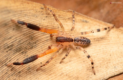 Austrophaea zebra