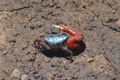 Paraleptuca chlorophthalmus