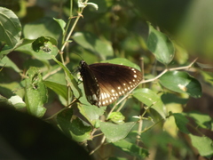 Euploea core