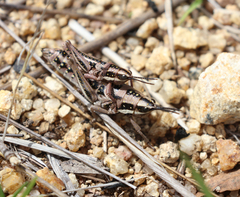 Monistria pustulifera