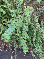 Hypericum geminiflorum