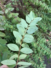 Hypericum geminiflorum