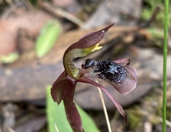 Chiloglottis sphaerula