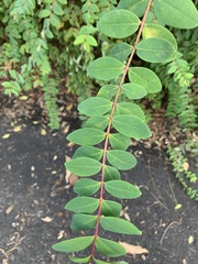 Hypericum geminiflorum
