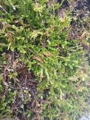 Selaginella douglasii