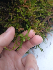 Selaginella douglasii