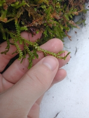Selaginella douglasii