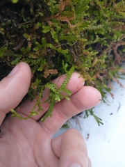 Selaginella douglasii