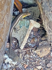 Eutropis multifasciata