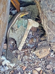 Eutropis multifasciata