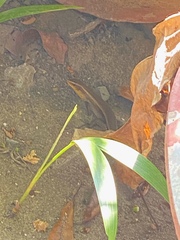 Eutropis multifasciata