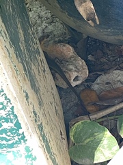 Eutropis multifasciata