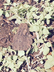 Anaxyrus americanus charlesmithi