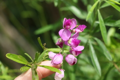 Polygala virgata