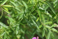 Polygala virgata