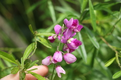 Polygala virgata