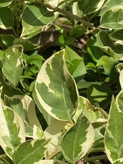 Eutropis multifasciata