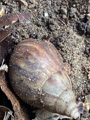 Lissachatina fulica