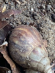 Lissachatina fulica