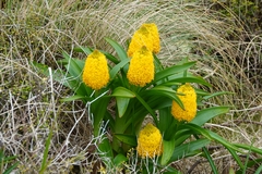 Bulbinella rossii
