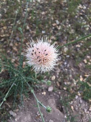 Cirsium occidentale