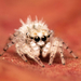 Sheepy Jumping Spider - Photo (c) Rudolph Steenkamp, some rights reserved (CC BY-NC), uploaded by Rudolph Steenkamp