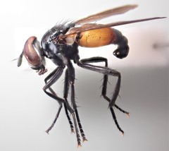 Hemyda obscuripennis