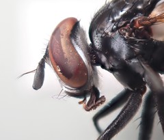 Hemyda obscuripennis