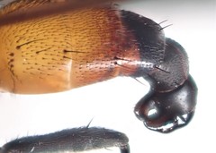 Hemyda obscuripennis
