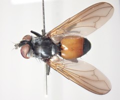 Hemyda obscuripennis
