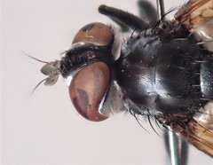 Hemyda obscuripennis