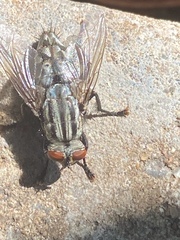 Sarcophagidae