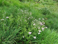 Clematis villosa stanleyi