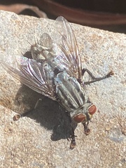 Sarcophagidae