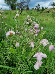 Clematis villosa stanleyi