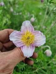 Clematis villosa stanleyi