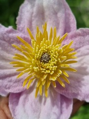 Clematis villosa stanleyi